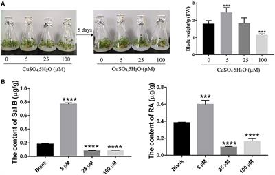 Integrative Omics Analyses Reveal the Effects of Copper Ions on Salvianolic Acid Biosynthesis